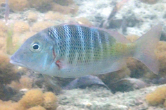 Lethrinus