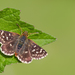 Red-underwing Skipper - Photo (c) Paul Cools, some rights reserved (CC BY-NC), uploaded by Paul Cools