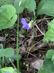 Viola sororia