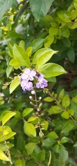Duranta erecta