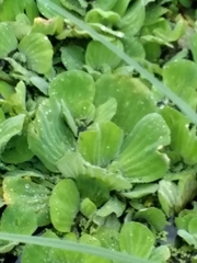 Pistia stratiotes