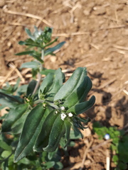 Buglossoides arvensis arvensis