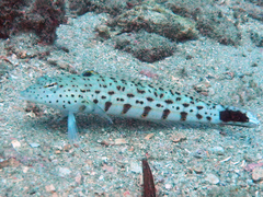 Parapercis hexophtalma