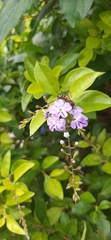 Duranta erecta