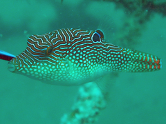 Canthigaster petersii