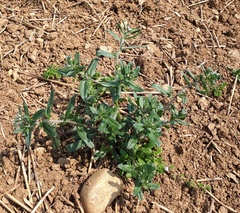 Buglossoides arvensis arvensis