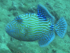 Pseudobalistes fuscus