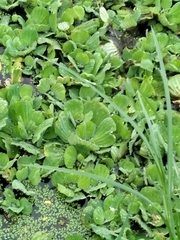 Pistia stratiotes