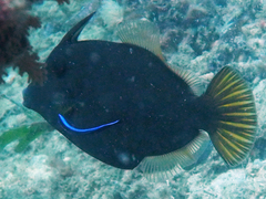 Cantherhines dumerilii