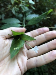 Rhinacanthus gracilis
