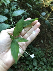 Rhinacanthus gracilis