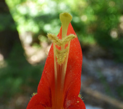 Erythranthe cinnabarina