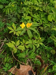 Anemonoides ranunculoides