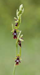 Ophrys insectifera