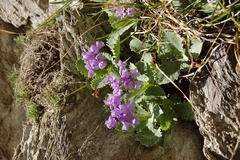 Primula marginata