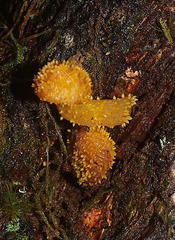 Neobarya agaricicola