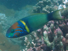 Thalassoma hebraicum