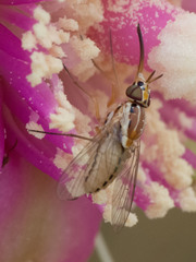 Phthiriinae