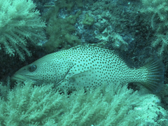 Anyperodon leucogrammicus