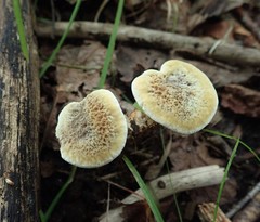 Hydnellum cristatum