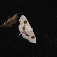 Problepsis eucircota