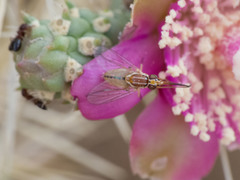 Phthiriinae