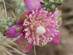 Phthiriinae