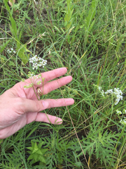 Bifora americana