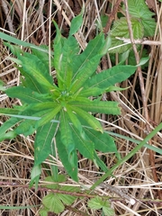 Chamaenerion angustifolium