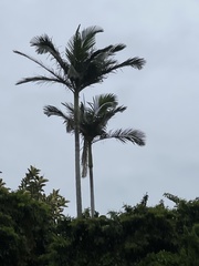 Archontophoenix alexandrae