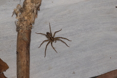 Heteropoda amphora