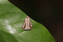 Schistorhynx argentistriga