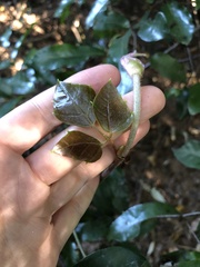 Grape Ivy (Cissus rhomboidea)