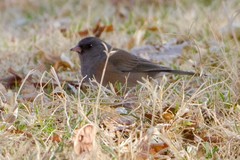 Junco hyemalis mearnsi