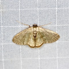 Lophophleps triangularis