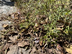 Aeollanthus parvifolius