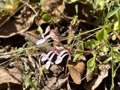 Aeollanthus parvifolius