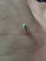 Phintelloides versicolor