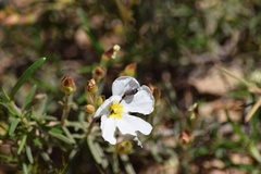 Acmaeodera rubromaculata