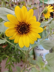 Helianthus