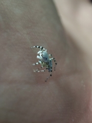 Phintelloides versicolor