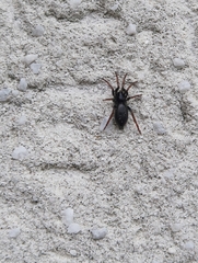 Trachyzelotes pedestris