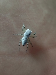 Phintelloides versicolor