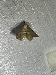 Macaria multilineata