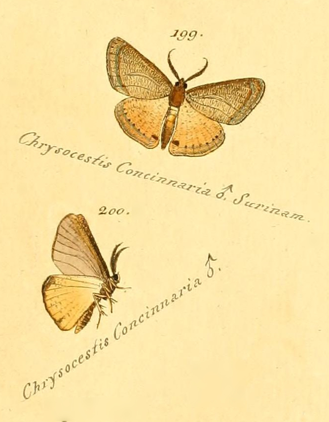 Molybdophora concinnaria