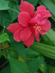 Hibiscus rosa-sinensis