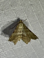 Macaria multilineata