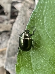 Brachypnoea lecontei