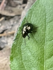 Brachypnoea lecontei