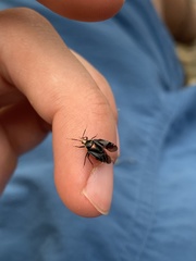 Deraeocoris sayi